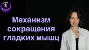 Механизм сокращения гладких мышц