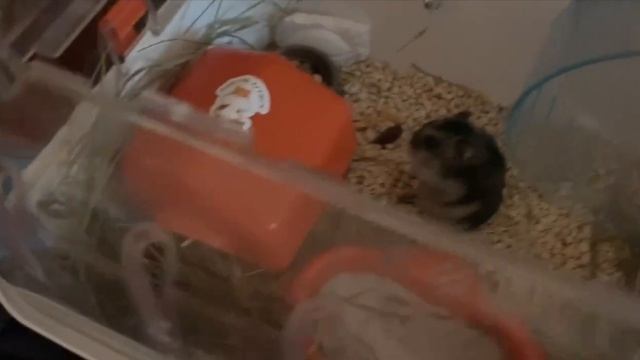 Наш хомочка развлекается