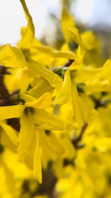 Обычный весенний день в Нише (Сербия) смотреть онлайн