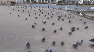 Много голубей в городе. Утки плавают на реке. В конце видео Геннадий Горин и водопад