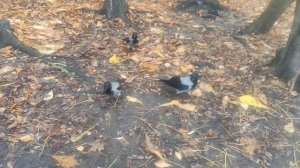 моя семья - карлуши прогноз от 7 ноября....