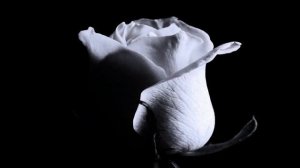 Мама, будь всегда со мною рядом _ Кавер _ Гитара Aria AK-45. 07.11.2025.