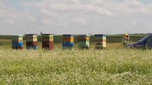 Первый день кочёвки на гречихе