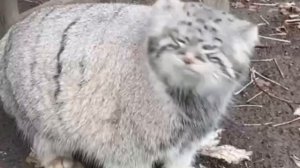 Манул Тимофей из Московского зоопарка зажировался к зиме