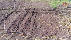 Посадка чеснока.