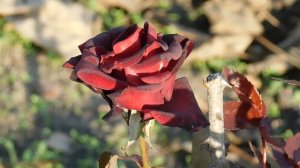 06=11=2025 кмр   ПВН  (39)