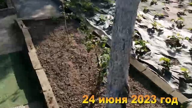 7 соток. Хроника  Дача июнь 2023 год