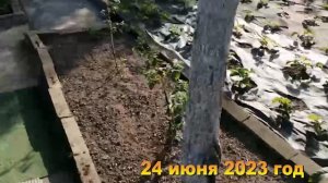 7 соток. Хроника  Дача июнь 2023 год