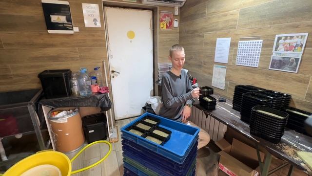 Забудь про старый способ! Новая технология выращивания микрозелени смотреть онлайн