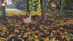 Куры осенью очень счастливы 🤗😂😜  (7)