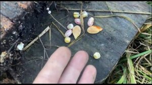 Жизнь. Как она зарождается в растениях?