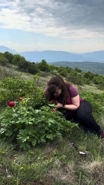 расцветают Косовские пионы в Сербии (Paeonia peregrina) #поход #сербия #туризм смотреть онлайн