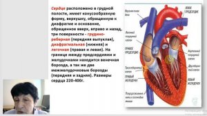 17 1. Гаева С.Ж. Лекция 34 Часть 1 Физиология сердца