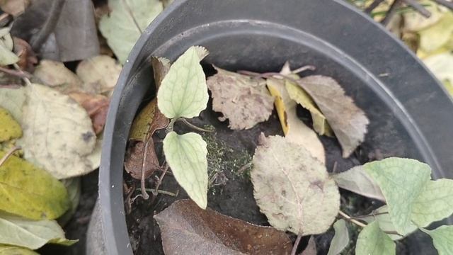 Клематис.Долгий путь до высадки в грунт.А перезимует ли🤔 узнаем только весной.