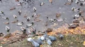 Уточки в Таврическом саду в Санкт-Петербурге