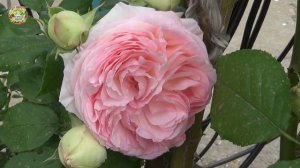 Почему НЕЛЬЗЯ Сажать Чеснок и Лук в Знаке ВЕСЫ?