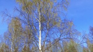 Аудиокнига с картинками.Босоногое дество на Селигере .Читает автор-селигерский отшельник.