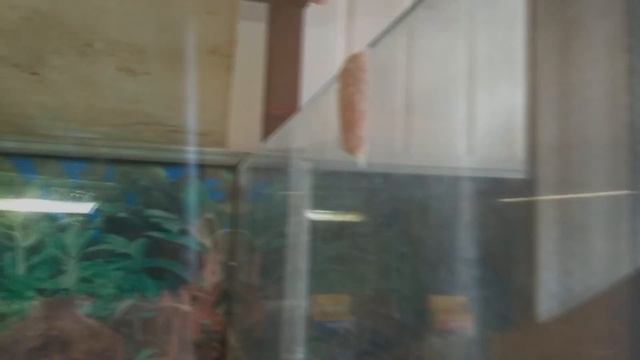 Самые большие аквариумные улитки Ампулярии! История,содержание,разведение,интересные факты! смотреть онлайн