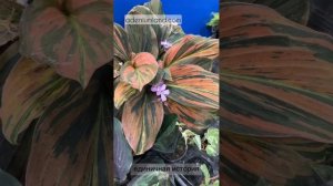 Кемпферии на выставке в Бангкоке BIPSS-15