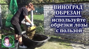 Превратите ненужные обрезки виноградной лозы в ценное натуральное удобрение для самого винограда
