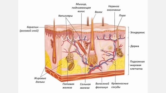 Внешнее строение млекопитающих Биология 7 класс смотреть онлайн