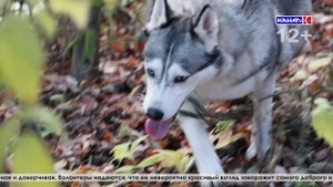 Ванесса -питомцев из приюта «Лохматых сердец»
