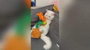 🐈Видео с самыми смешными и милыми котами и котятами - улыбнитесь и почувствуйте тепло!😸