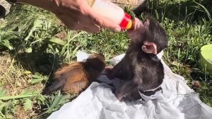 УРА! Финик делает первые шаги)))