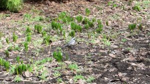 Трясогузка улетела