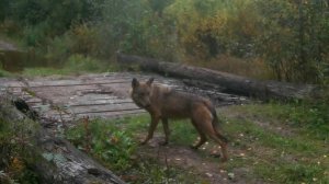 Волк переходил мост: Редкие кадры с фотоловушки. В мире животных