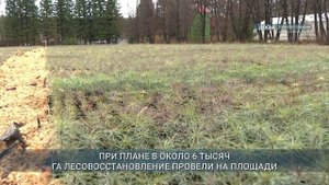 В Приангарье на 125% выполнили план по компенсационному лесовосстановлению