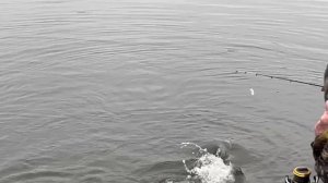 Поимки форели