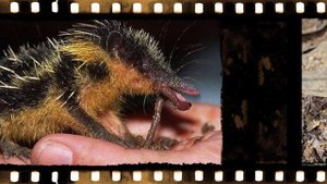 Странные и редкие животные !