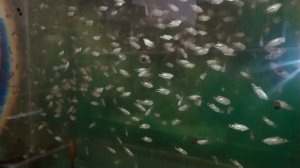 Гурами! Ликбез для начинающих.