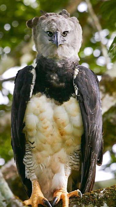 При встрече с этим орлом хочется убежать