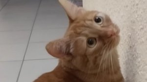 Классное видео  о рыжем коте  356 выпуск : возвращение блудного кота