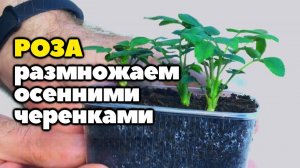 Размножение роз осенними черенками в домашних условиях от и до 🌹✂️