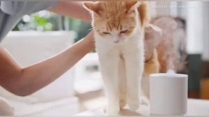 Обзор аромадиффузора Xiaomi Mijia Smart Fragrance Machine Set Plant Extract Version Set (MJXFJ03XW)