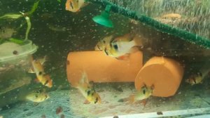 Питерские рыбки. В чём подвох???