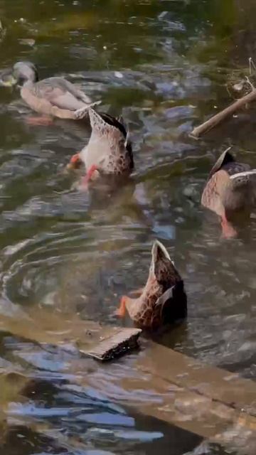 😌 Частичка природы в мире станков. смотреть онлайн