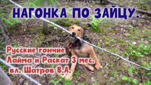 НАГОНКА ПО ЗАЙЦУ.Русские гончие Лайма и Раскат 3 мес. вл. Шатров В.А.#охотасгончей#топ #hunting