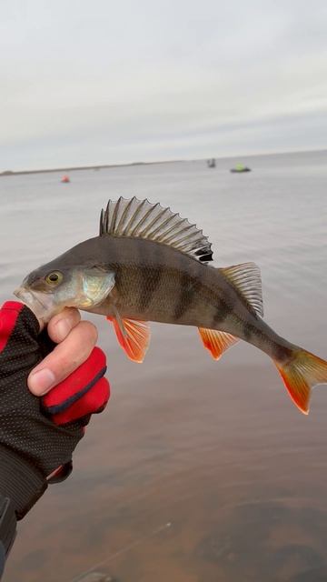 Окунь на Волхове!🎣