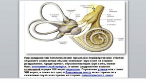 14 2. Гаева С.Ж.Лекция 32 . Черепные нервы Часть 2