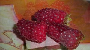 малина ремонтантная