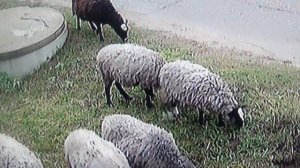 За дверью гуляют овечки и шерсть у них вся в колечках    ПОДПИШИСЬ