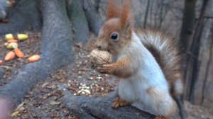 О белках и грецких орехах. Зарисовка