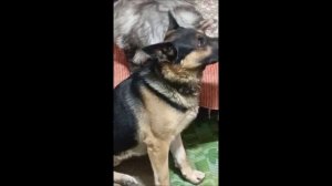 Собака. Кот. Том и Кос