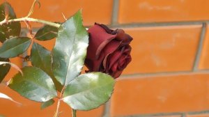 05=11=2025  уни  ПВН   (170)