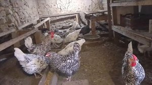 7 ноября, кокцидиоз у кур