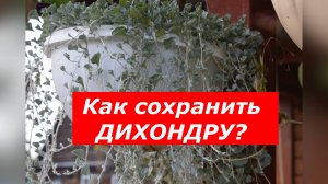 Вот так надо сохранять Дихондру в зимний период!!!